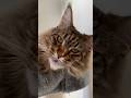 Two gorgeous maine coon catsshorts beautifulcat cat.s