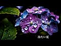 サザンオールスターズ 冷たい夏 歌詞付き サザンオールスターズ 冷たい夏 歌詞付き