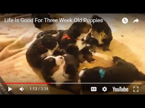 Nursing Puppy Life Is Good For Three Week Old Puppies