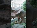 Real Life TRICERATOPS #shortsfeed #youtubeshorts #shortsfeed
