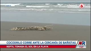 Cocodrilo corrió hacia el mar donde había muchas personas