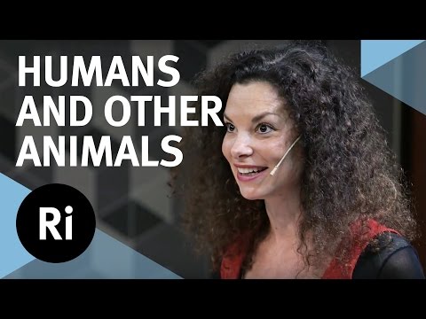 Video: Chimpanzees Were Able To Accumulate Cultural Achievements - Alternative View