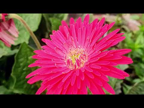 Gerbera Flower Plant 4k video📷 😳 like,share & Subscribe if you like it🙏🏻☺️ | Daisy Plant full HD 4k