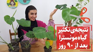 نتیجه‌ی رشد قلمه‌‌های برگ انجیری یا مونسترا ۹۰ روز بعد از تکثیر