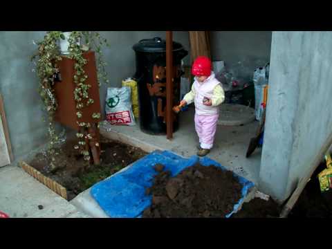 Videó: Jácintok: Otthoni ültetés és Gondozás