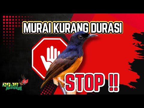 INI BARU NEKAT‼️BURUNG GACORAN MEWAH DIJUAL FULLSET SEMUA \u0026 SIAP PANTAU LAPANGAN RUGI ATAU STRATEGI?