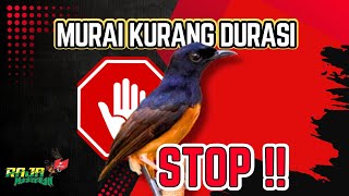Download Lagu Kenapa Murai Batu Tidak Kuat Durasi Saat Lomba? Ini Jawabannya ‼️ JANGAN SALAH LANGKAH  MP3