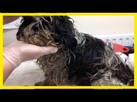 Dog Who Was Almost Too Matted To Move Gets A Haircut & A Forever Home| Dog Rescue Stories