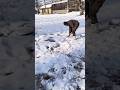 #funny #viral #army