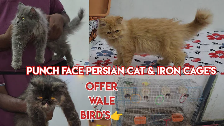 Video 7856451: persian kitten, pet farms, punch face cat