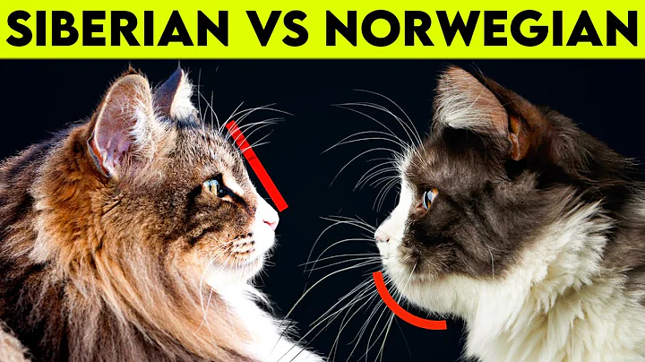 NORWEGIAN Forest Cat Vs SIBERIAN Cat -  What Are Their Differences? - DayDayNews