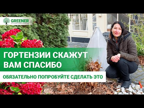Простой СЕКРЕТ УХОДА за гортензией зимой, который работает!