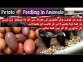 Potato Feed For Cattle || Potato Use In Dairy Animals || Gay Ko Aalu Khilany K Fayde Aur Tarika