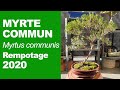 Rempotage myrte commun 2020