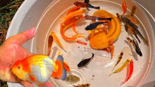 Amazing Rachu Goldfish, Lovely Japan KOI, Cute Axolotl, Giant Betta, Grade A Japan KOI, Molly, Tetra