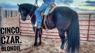 COWS MOVE THEMSELVES ACROSS THE TRACKS | NAVAJO WORDS #ranchhorses