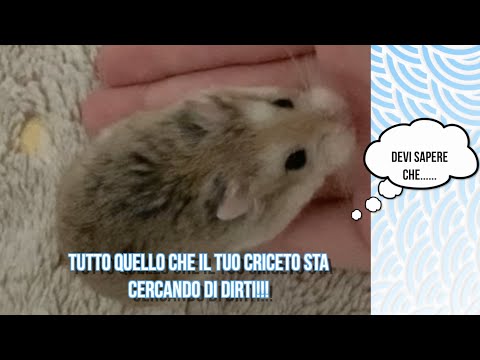 Video: Come Camminare Correttamente Il Tuo Criceto