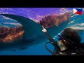 WHALE SHARKS SWiMMiNG AT OSLOB + EXPENSES + DiViNG + COMPLETE GUIDE 🇵🇭