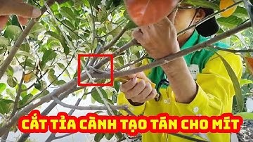 Cách cắt tỉa cành tạo tán cho mít ruột đỏ xơ vàng 1 năm tuổi | SIÊU THỊ CÂY GIỐNG WELOFARM