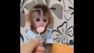 Cutest pocket monkey ever with very big eyes