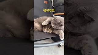 貓和老鼠 #cat #宠物 #搞笑