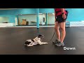 Puppy Training