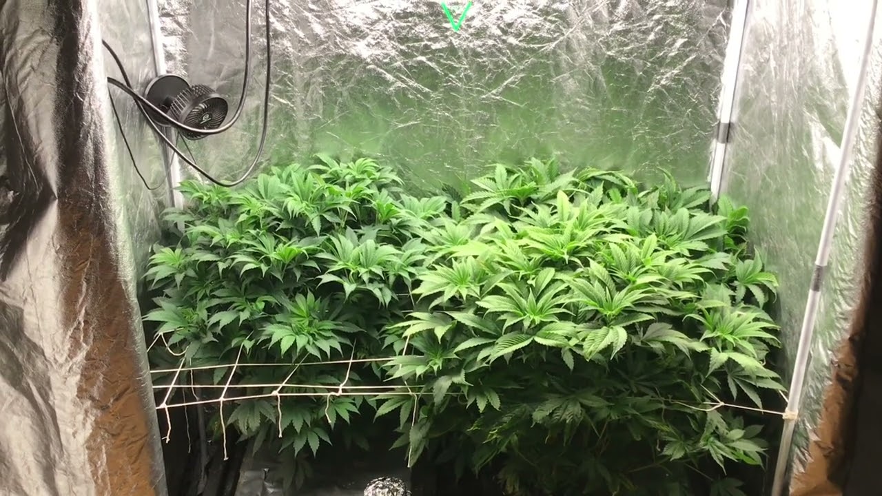 2x4 tent 4 plants veg to flower stage