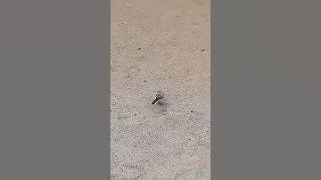 Трясогузка трясет гузкой / The wagtail shakes its tail