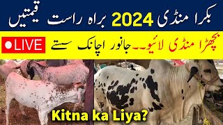 🔴Live Cow Mandi 2024 | Live deal | Kitna ka Liya? Mandi Latest update 2024 | Qurbani 2024