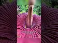 Bunga bangkai #plants