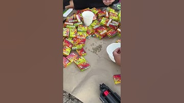 ทำลูกกระเทียมที่ใหญ่ที่สุดในโลก ￼