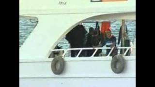 أسماك القرش تعتدي على السياح بشرم الشيخ