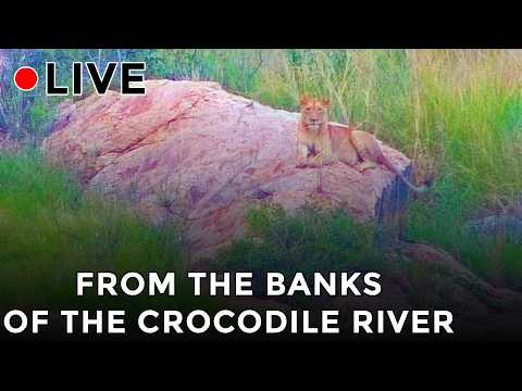 the Crocodile River at the Kruger National Park