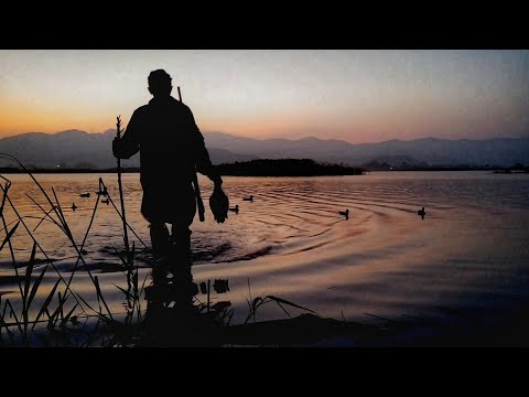 ПЕРВАЯ ОХОТА ЩЕНОК 10 МЕСЯЦЕВ. Русский охотничий спаниель.