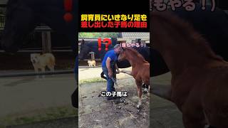 飼育員にいきなり足を差し出した子馬の理由