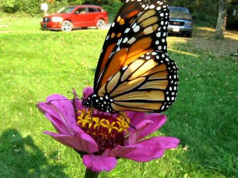 Monarch Erfly Sipping Nectar You Monarch Erfly Sipping Nectar
