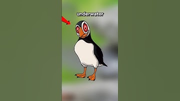 This Bird Breaks All the Rules 😱