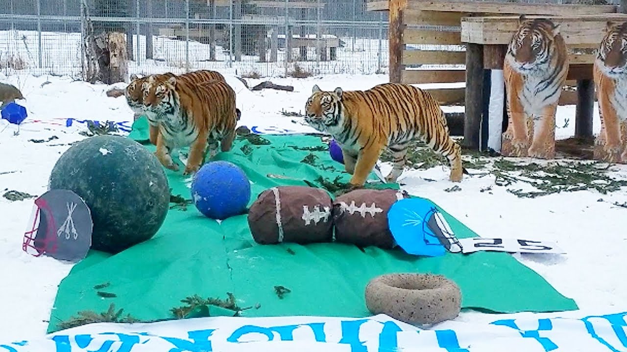 Tiger Super Bowl! - Tiger Super Bowl!