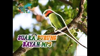 Suara Burung Bayan - village life