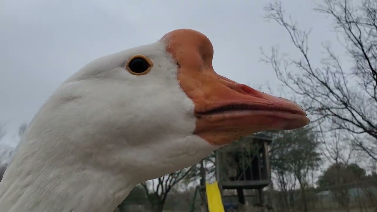 Dad dropped a duck egg😄😄🤷‍♂️