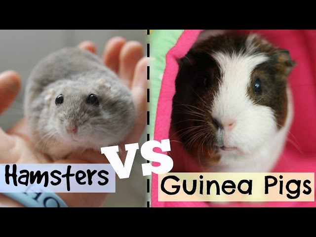 Can guinea pigs and rats live together? – GuineaDad