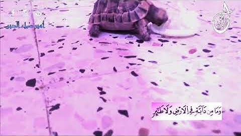 ايات بينات من سورة الانعام 📖