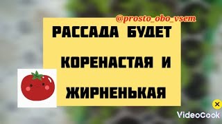 КАК подкормить РАССАДУ 🍅 #рассада #коренастаярассада #крепкаярассада #садовод #respect