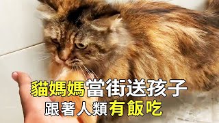 The stray cat mother stopped people to send their children in the street just to let them live. The
