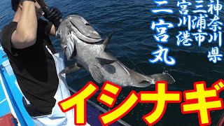 【イシナギ】二宮丸で乗っ込みイシナギ！［Fishing for stereolepis!］