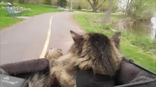CAT BIKING | Norwegian Forest Cat