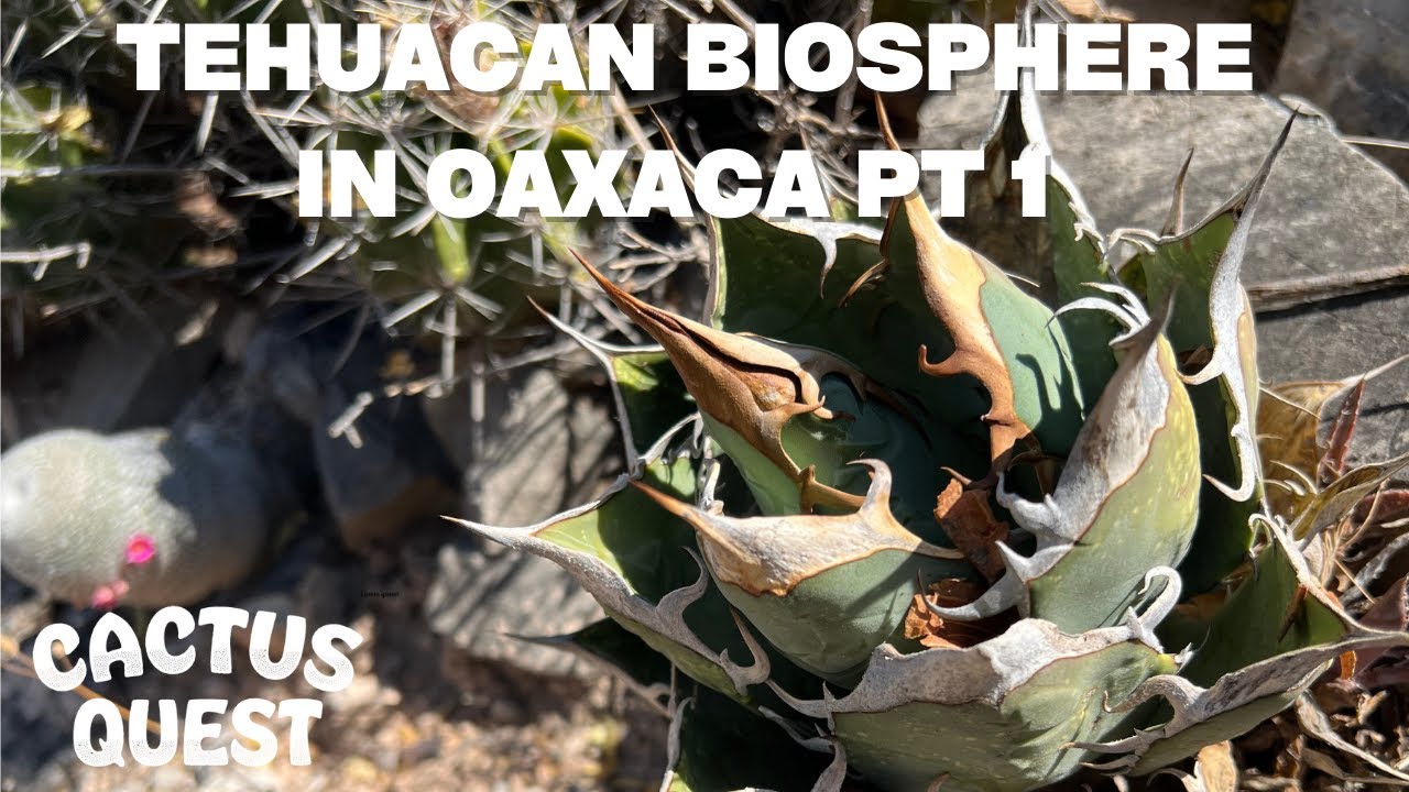 Oaxaca botany & a rant about Agave taxonomy (Agave oteroi
