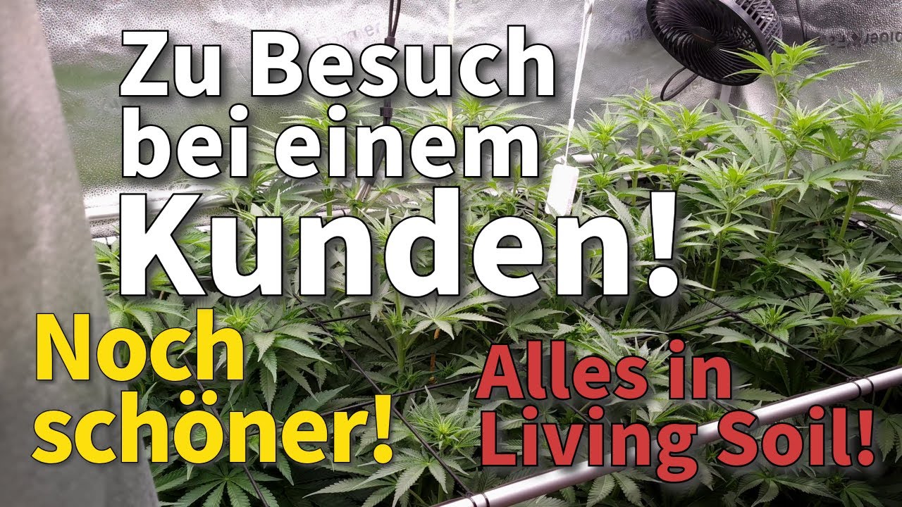 Kundenbesuch! Ich schaue mir den neuen Grow an! 100% organisches Anbauen in Living Soil - Blütephase