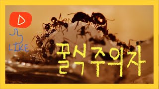 (약혐주의*곤충시체나옵니다)꽃매미를 개미들에게 줬습니다 #꽃매미 #추석 #해충 #개미