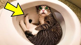 Owner Calls POLICE When He Finds Out Why Cat Refuses To Get Out Of The Toilet